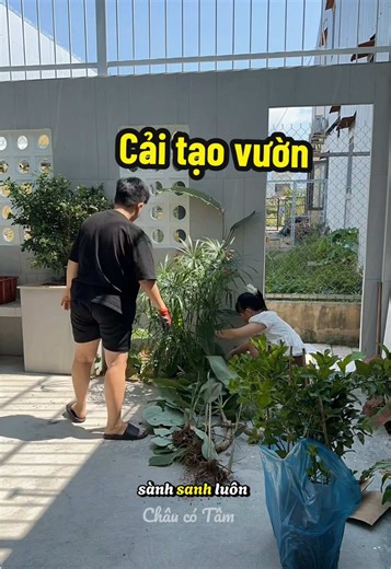 Trồng Cây Ăn Trái Hay Cây Cảnh: Lựa Chọn Nào?