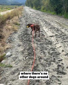 39K views · 165 reactions | Distracting your reactive dog DOES NOT...