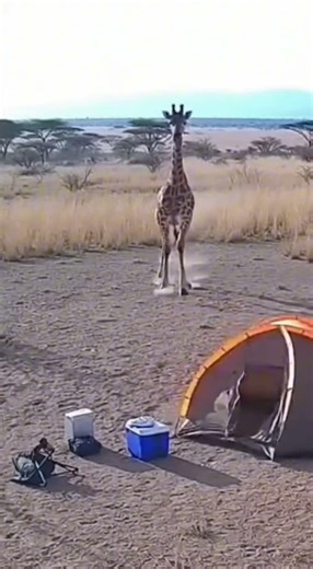 A Giraffe Walked Into the Campsite While She Was Packing!
