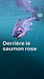 Élevages intensifs, mortalité à 15%, parasites : ce que nous cache l'industrie mondiale du saumon. Retrouvez le reportage en entier dans les commentaires. #reval #tempspresent #saumon | RADIO TELEVISION SUISSE (RTS)
