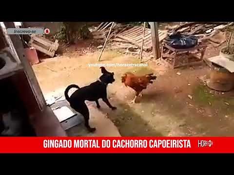 CACHORRO CAPOEIRISTA - GINGA ANIMAL