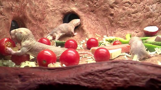 There is a new nudist colony in D.C. The Smithsonian National Zoo added a new naked mole rat colony exhibit at their small mammal’s house. https://bit.ly/2MdRPfu | The National Desk - TND
