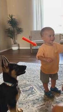 Moments Of Cutest Dogs Playing With Little Kids #shorts