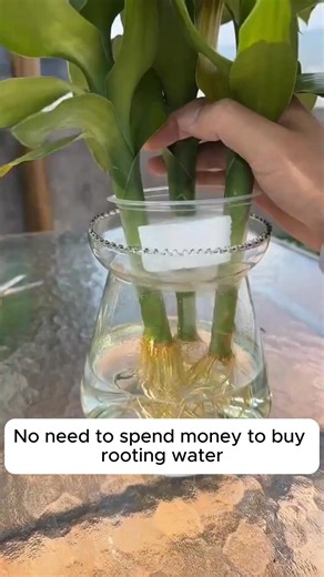 40K views · 296 reactions | Three easy-to-make root stimulants at home #gardeningmakesmehappy #gardeningaustraliamag #gardeningday #gardeningideas #gardeningphoto | Garden Tips | Facebook