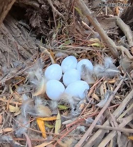 56K views · 1K reactions | Blue Duck Eggs by a Raging River in the Zagros Mountains! 讀閭⛰️ | Nomadic Travel | Facebook