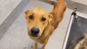 💔😢🌈 6/11/25 We tried our best to help him find Craig a home, but no one came to save him. The shelter ended sweet CRAIG'S life this morning for space. According to the new shelter policy no euthanasia "Code Red" lists will be sent out any more. Dogs are now euthanized Monday, Wednesday and Friday and we have no way to know who is most at risk. We desperately need local people to help by fostering or more dogs will face the same fate. 𝐏𝐥𝐞𝐚𝐬𝐞 𝐛𝐞 𝐦𝐢𝐧𝐝𝐟𝐮𝐥 𝐢𝐧 𝐲𝐨𝐮𝐫 𝐜𝐨𝐦𝐦𝐞𝐧