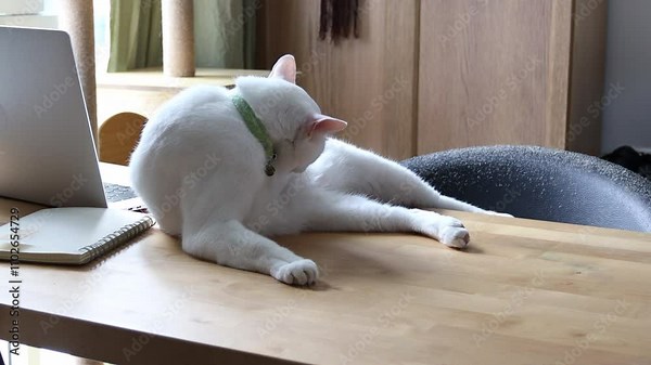 The white odd-eyed cat, or Khao Manee, is lying on the desk beside the laptop during the daytime.
