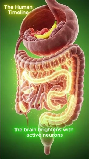 How a Banana Transforms Your Body in 30 Seconds | 3D Anatomical Breakdown