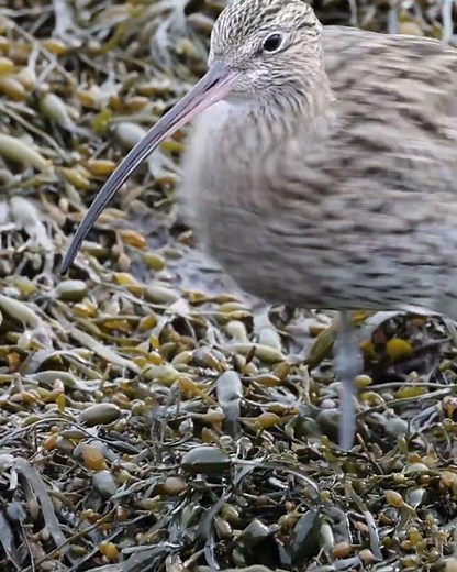 The ultimate crab-snatching tool 👀🦀 #birdwatching #curlew
