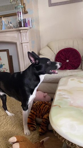 265 reactions · 20 comments | Barney loves Donkey | Stephen Kelleher | Facebook