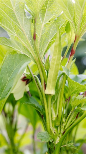 24 reactions | Okra has started to produce! Our favorite variety to grow is Baby Bubba Dwarf Okra  P.S. Razzleberry will be returning Oct 1-21 along with all of our previously discontinued limited edition colors for our Warehouse Clearance Sale! 勺 | GreenStalk Garden | Facebook
