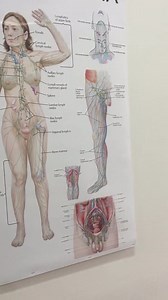 The Lymphatic System: A Comprehensive Visual Guide PDF HQ FILE - Etsy