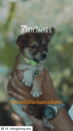 มูลนิธิ The Voice(เสียงจากเรา) on Instagram: "#Repost @chiangkhong.view with @use.repost ・・・ หาบ้านให้น้อง ๆ หน่อยครับ เหตุการณ์ทั้งหมดเกิดขึ้นจริงตามที่เห็นในคลิป จากการปั่นจักรยานยามเย็น สู่การช่วยลูกสุนัข 7 ตัวออกจากวงจรการเลี้ยงเพื่อนำไปกิน ตอนนี้น้องมีบ้านแล้ว 2 ตัว ขอบคุณทุกกำลังใจครับ 🤍 ติดต่อโดยตรงได้ที่ คุณกาย ภานุกรณ์ 086-728-0115 #ชีวิตไม่จร #หาบ้านให้น้องหมา #สุนัข #หมาจร chiangkhongview"