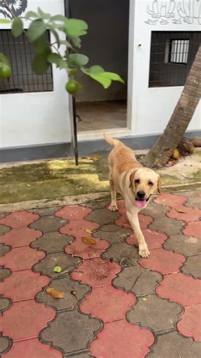 Just kutty buddy things 😂😂🐶 #dogslove #labrador #funnyshorts #cool #cutedog #smart