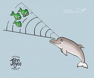 🐬How Do Dolphins Use Echolocation? Echolocation is a sensory sonar system that cetaceans use for communication, navigation and foraging. Dolphins echolocate by releasing a focused beam of clicking sounds (sound waves) and listening to the echo. From this, they can tell the size, shape and distance of an object such as, land masses or prey. This allows them to navigate, and catch their food. Sound waves are created in the nasal sacs and focused through the melon-in front of the dolphin's blowhol