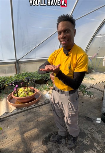 In today’s #HortReport, Matt shows us the Pinguicula in Greenhose 2. 🪴🥰 Carnivorous plants are amazing, but these are extra special. native to Mexico, these butterworts transforms their sticky carnivorous summer leaves to non-sticky, succulent leaves and compact rosettes in colder or drier conditions. Matt has a few of these at home! Have you tried growing a carnivorous plant? #powellgardens #botanicalgarden #carnivorousplants #plants