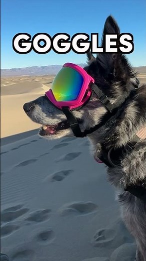 SERVICE DOG GEAR: 3 Essential Pieces of Equipment for a Harsh Environment #deathvalley