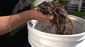 2.3K views · 92 reactions | CONOCÉ EL PROGRAMA ECO-COMPOSTERAS URBANAS Este programa consiste en la entrega de composteras y el dictado de una capacitación gratuita para aprender a realizar compost a partir de residuos domiciliarios. ℹ Ingresá a www.merlo.gob.ar/ecocomposteras #GobiernoDelPuebloDeMerlo #JuntoAlVecino #IntendenciaMendendez | Municipalidad de Merlo | Facebook