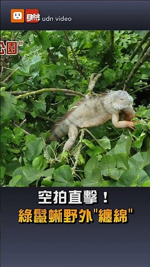 【地方】空拍直擊！綠鬣蜥野外"纏綿"