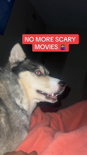 I will never watch another scary movie especially around my dogs 😭. Now liam just sits in the corner and stares in the mirror 😕 #husky #dogsoftiktok #bonnerspets #scary #dog