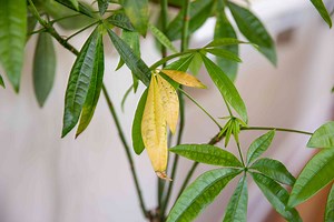 These 8 Causes Are Turning Your Houseplants' Leaves Yellow