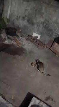 #Female cat beating to male cat and that cat crying and going outside