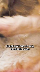 3M views · 1.5K reactions | Tried sprays, creams, even special food... but your dog’s still licking their paws? That’s because the real problem starts in the gut. Our Probiotic Meal Topper fixes it from the inside out. ✅ Over 200,000 dogs helped ✅ Free shipping ✅ 90-day Money-Back Guarantee Try it today and see the difference. | Mighty Munch | Facebook