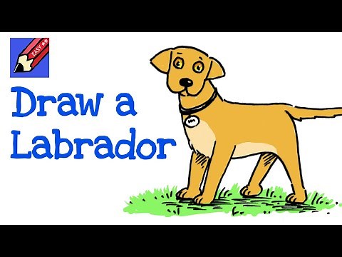 How to Draw a Labrador Dog Real Easy