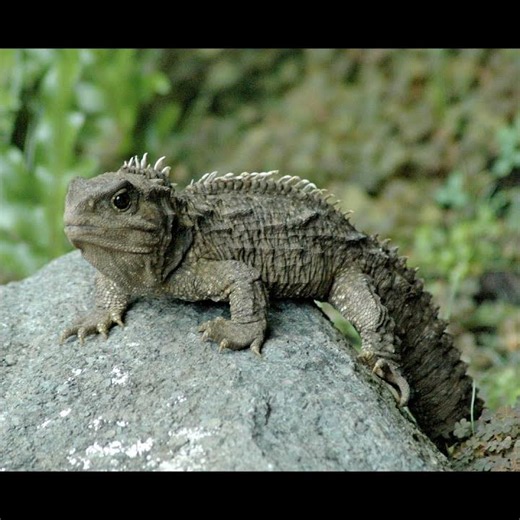 The Reptile's Hidden Third Eye #animals #wildlife #tuatara #thirdeye #mystery