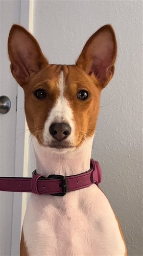Evee: The Diva Basenji with Attitude