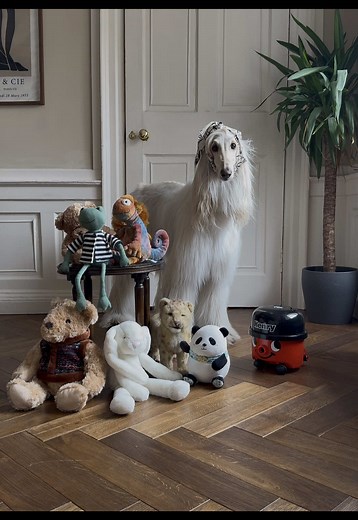 Stylish Afghan Hound Fashion Showcase