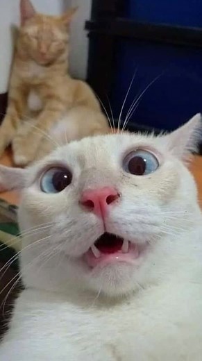 Crazy cat moments • • • #funnycats #funnypets #funnyanimals | Animals’ Mood