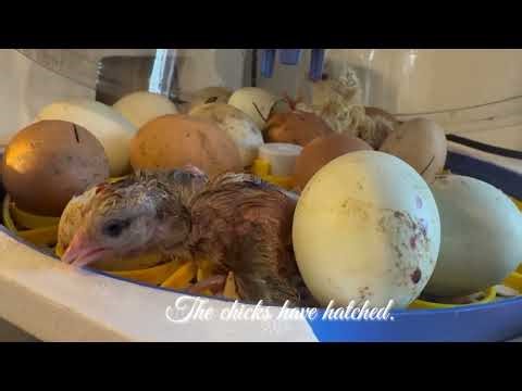 A Quiet Hatch | Watching Baby Chicks Come to Life