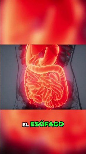 Discover how the digestive system works: Organs and functions #digestivesystem #irritablebowel