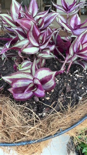 La hierba del pollo, también conocida como amor de hombre o Tradescantia zebrina, es una planta medicinal y ornamental muy popular por sus hojas moradas y plateadas. En la herbolaria tradicional se utiliza por sus propiedades antiinflamatorias, refrescantes y cicatrizantes. Usos herbolarios tradicionales * Ayuda a aliviar irritaciones leves de la piel. * Se usa en infusión para apoyar la desinflamación y la digestión. * En compresas se aplica sobre golpes o picaduras. * También es conocida por s