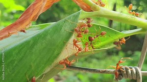 Red ants build nests, red ant family, nature of red ants