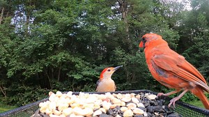 11K views · 960 reactions | Cardinal and Red-bellied Woodpecker | Critter Cam | Facebook