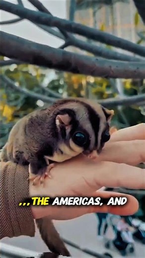 Flying Squirrels: The Silent Gliders of the Night #flyingsquirrel #animals #storyshorts #cute #fyp