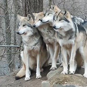 The strength of the wolf is the pack 🐺🐺🐺🐺 | Wolf Conservation Center