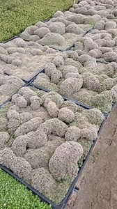 1K views · 19 reactions | succulents can grow together and form these weird alien balls #tiktokpartner #LearnOnTikTok #garden #gardens #flowerphotography #gardener #design #instagram #photo #bhfyp #gardenlove #flores #organic #homedecor #picoftheday #travel #architecture #growyourown #plantas #cactus #landscaping #succulents #trees #plantsmakepeoplehappy #dg #growyourownfood #giardino #gardensofinstagram #tree #flowerpower #instagarden #beauty #homegrown | My Backyard Gardening | Facebook