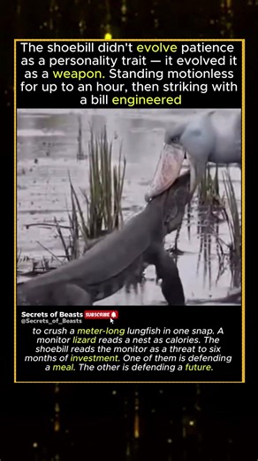 The Swamp Has One Rule: Hold Your Ground or Lose Everything #wildlife #viral #animals #fighting
