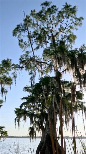 Spend a day chasing butterflies with Live Wildly Adventurist Sara Sheehy! 🦋✨ Join us at The Nature Conservancy's Disney Wilderness Preserve on this magical journey through nature, exploring with our fluttering friends. Find more info on butterfly count circles at the link in the comments. | Live Wildly