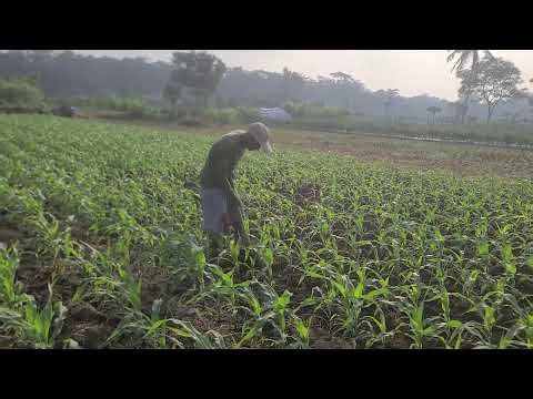Manual Corn Field Plowing Techniques — Agriculture Farming