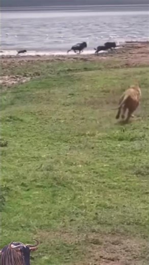 lion trying to catch wildebeest