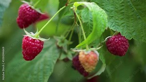 Raspberry plantation on a farm. Red raspberries are ready for harvest. The concept of agriculture, farming, food, fruits and berries.