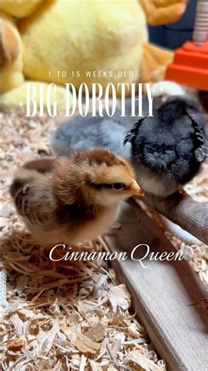 1 to 15 Weeks Old Cinnamon Queen Growth #chicks #chicken
