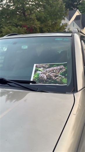 Toad on a car