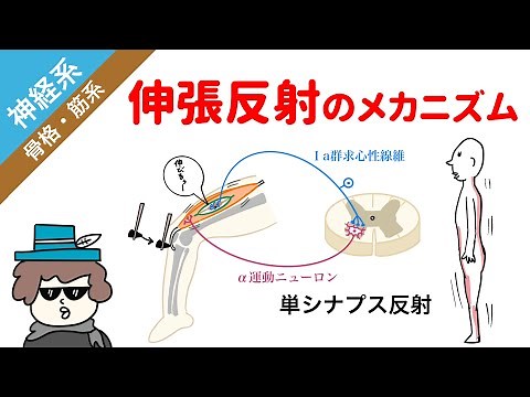 [Nervous system] Mechanisms of stretch reflex (stretch reflex, antagonistic inhibition, autogenic...