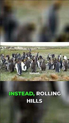 Falkland Islands: No Trees, Just Stone Runs!