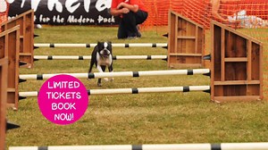 13 reactions · 21 shares | Calling all dog lovers - the All About...